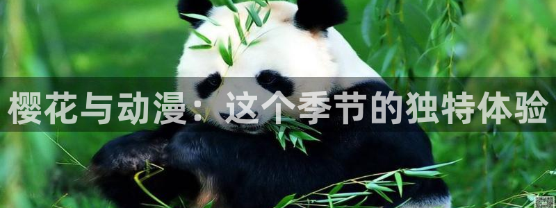 omofun动漫.：樱花与动漫：这个季节的独特体验